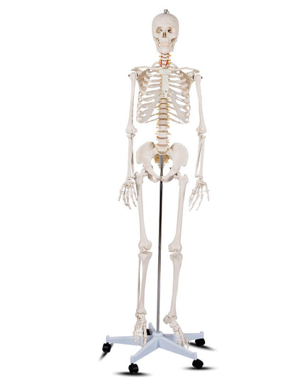 Giantex 70.8" Life Size Skeleton Model, with Roller Stand, 2 Casters with Brake, Removable Parts, Anatomical Poster and Dust Cover