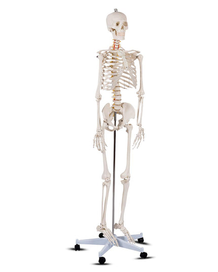 Life Size 70.8" Human Anatomical Anatomy Skeleton Medical Model  Stand - Giantex