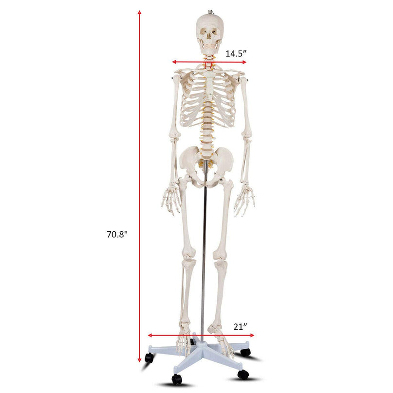 Giantex 70.8" Life Size Skeleton Model, with Roller Stand, 2 Casters with Brake, Removable Parts, Anatomical Poster and Dust Cover