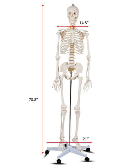 Life Size 70.8" Human Anatomical Anatomy Skeleton Medical Model  Stand - Giantex
