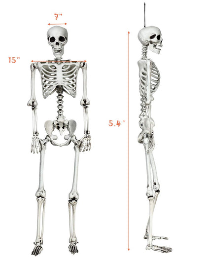 5.4 Ft Halloween Skeleton, Life Size Realistic Human Bones
