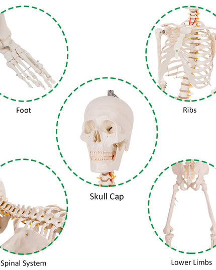 Life Size 70.8" Human Anatomical Anatomy Skeleton Medical Model  Stand - Giantex