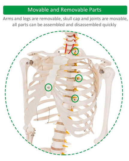 Giantex 70.8" Life Size Skeleton Model, with Roller Stand, 2 Casters with Brake, Removable Parts, Anatomical Poster and Dust Cover