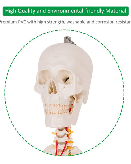 Life Size 70.8" Human Anatomical Anatomy Skeleton Medical Model  Stand - Giantex