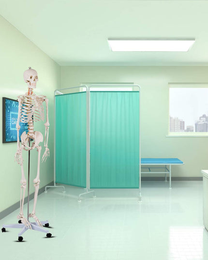 Life Size 70.8" Human Anatomical Anatomy Skeleton Medical Model  Stand - Giantex
