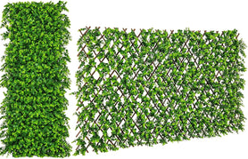 Green Eucalyptus