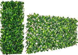 Green Ivy