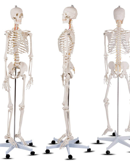 Giantex 70.8" Life Size Skeleton Model, with Roller Stand, 2 Casters with Brake, Removable Parts, Anatomical Poster and Dust Cover