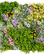 Colorful Succulents