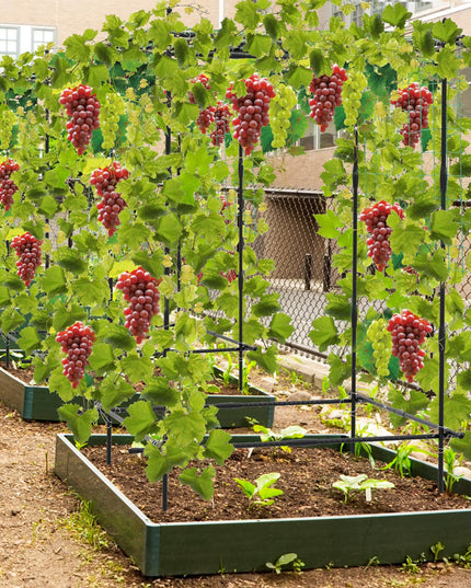 Giantex Cucumber Trellis, Trellis for Climbing Plants Outdoor