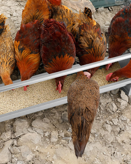 Giantex Chicken Feeding Trough 45" Long - Heavy Duty Galvanized Steel Chicken Feeder