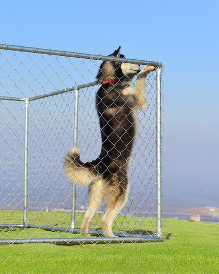 7.5ft x 7.5ft Large Outdoor Dog Kennel - Giantex