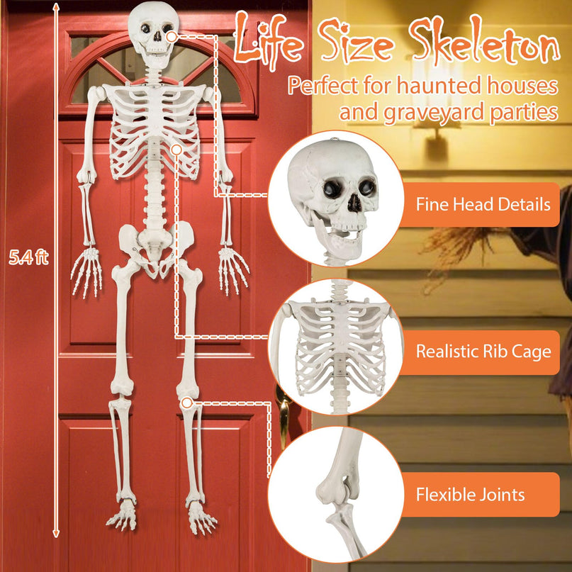 Giantex 5.4 FT Halloween Life Size Skeleton with Movable Joints